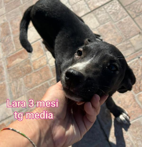 3 mesi: teneri cucciolini soli  Foto 6