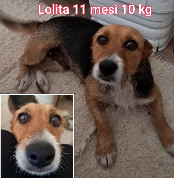 Cagnolini Taglia Small