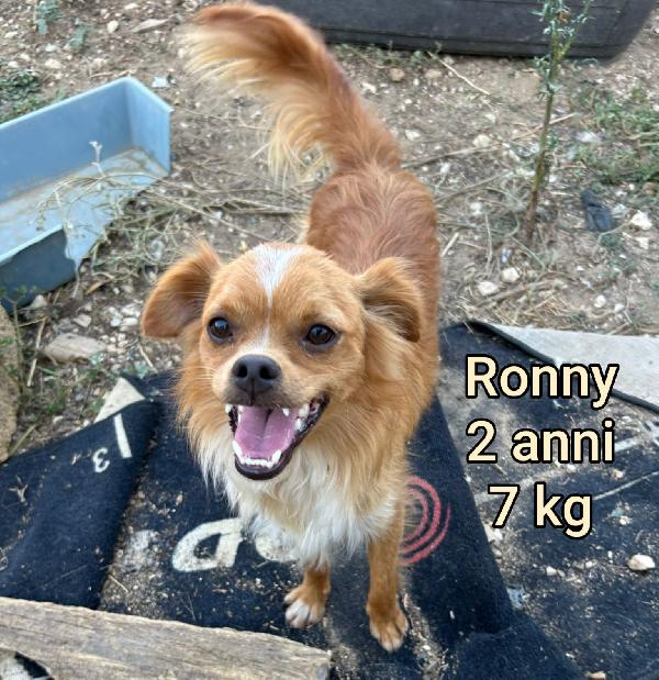 CAGNOLINI TAGLIA SMALL Foto 2