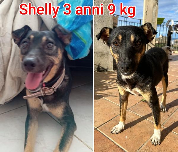 CAGNOLINI TAGLIA SMALL Foto 4