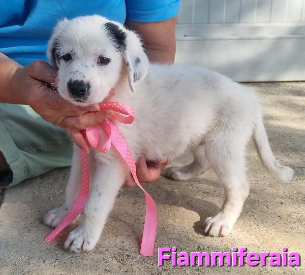 FIAMMIFERAIA CUCCIOLA TAGLIA GRANDE Foto 2