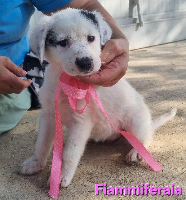 FIAMMIFERAIA CUCCIOLA TAGLIA GRANDE Foto 3