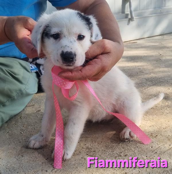 FIAMMIFERAIA CUCCIOLA TAGLIA GRANDE Foto 4