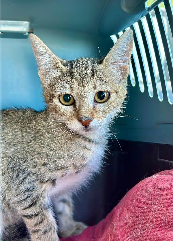 FENNEC, adorabile micina in adozione ! Foto 3