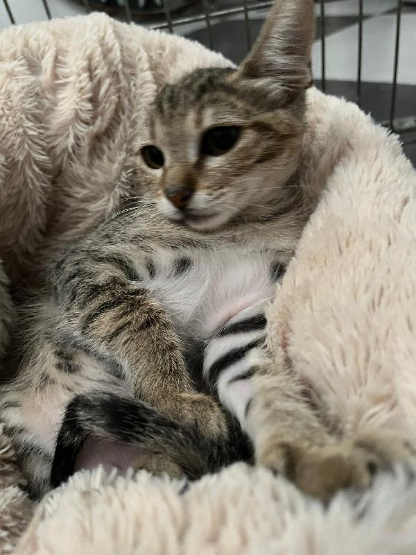 FENNEC, adorabile micina in adozione ! Foto 4