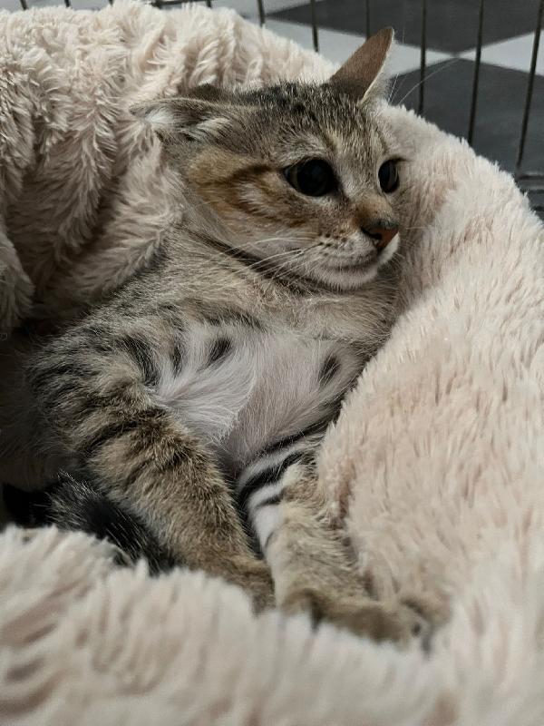FENNEC, adorabile micina in adozione ! Foto 5
