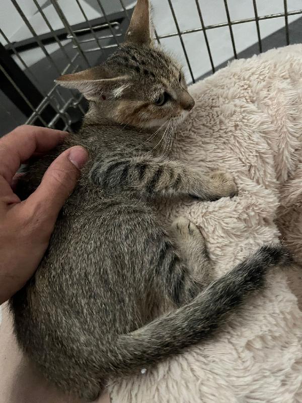 FENNEC, adorabile micina in adozione ! Foto 6