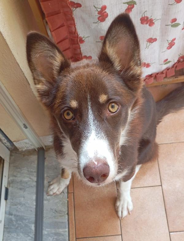 CHOCO ASPETTA UNA MAMMA  Foto 2