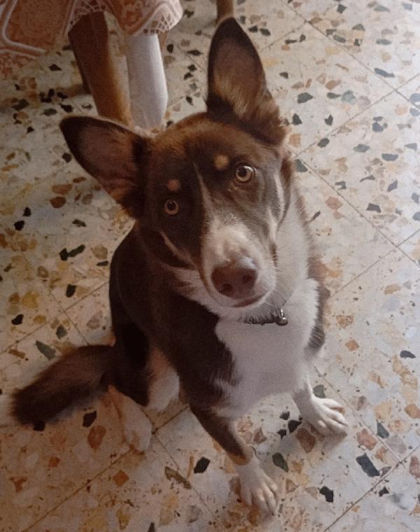 CHOCO ASPETTA UNA MAMMA  Foto 3