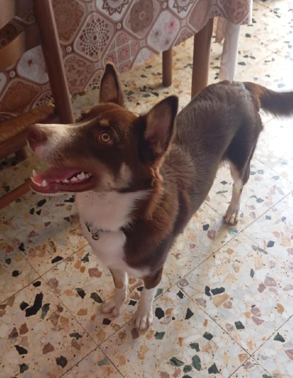 CHOCO ASPETTA UNA MAMMA  Foto 4