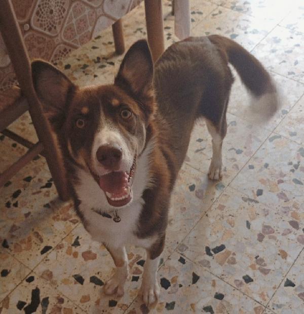 CHOCO ASPETTA UNA MAMMA  Foto 5