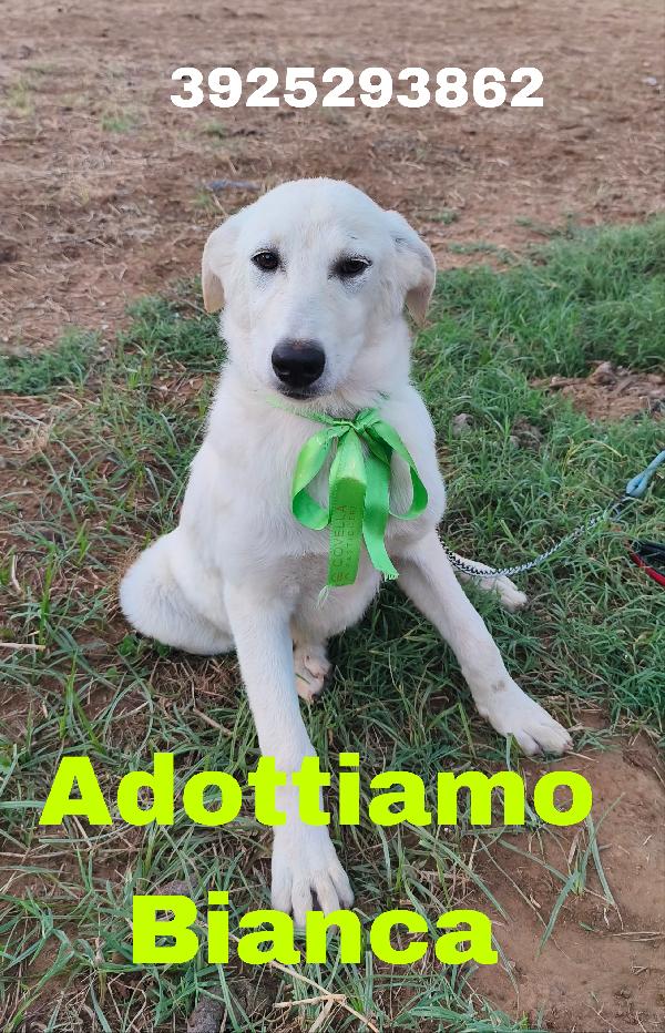 Dolcissimi cucciolotti in adozione..aiutaci! Foto 7