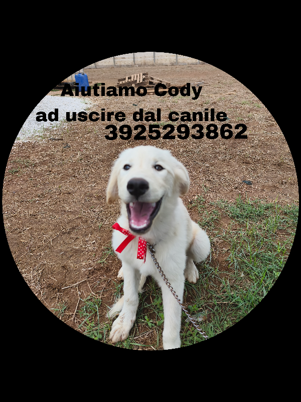 Dolcissimi cucciolotti in adozione..aiutaci! Foto 11