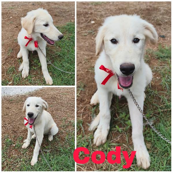 Cody E I Suoi Fratelli Cercano Casa