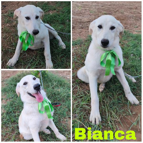 Bianca Una Dolce Cucciolina Cerca La Sua Famiglia 