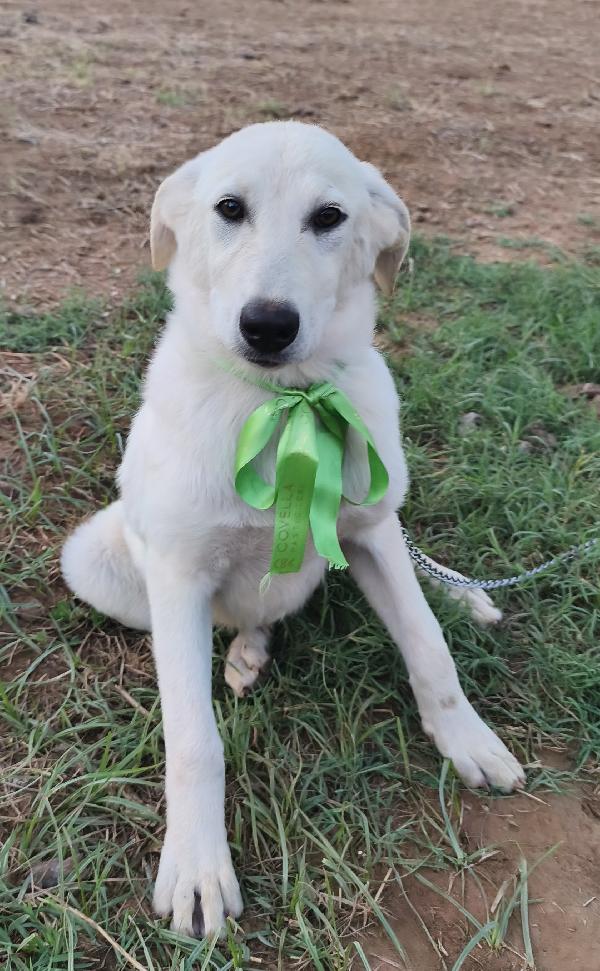 Bianca una dolce cucciolina cerca la sua famiglia  Foto 2