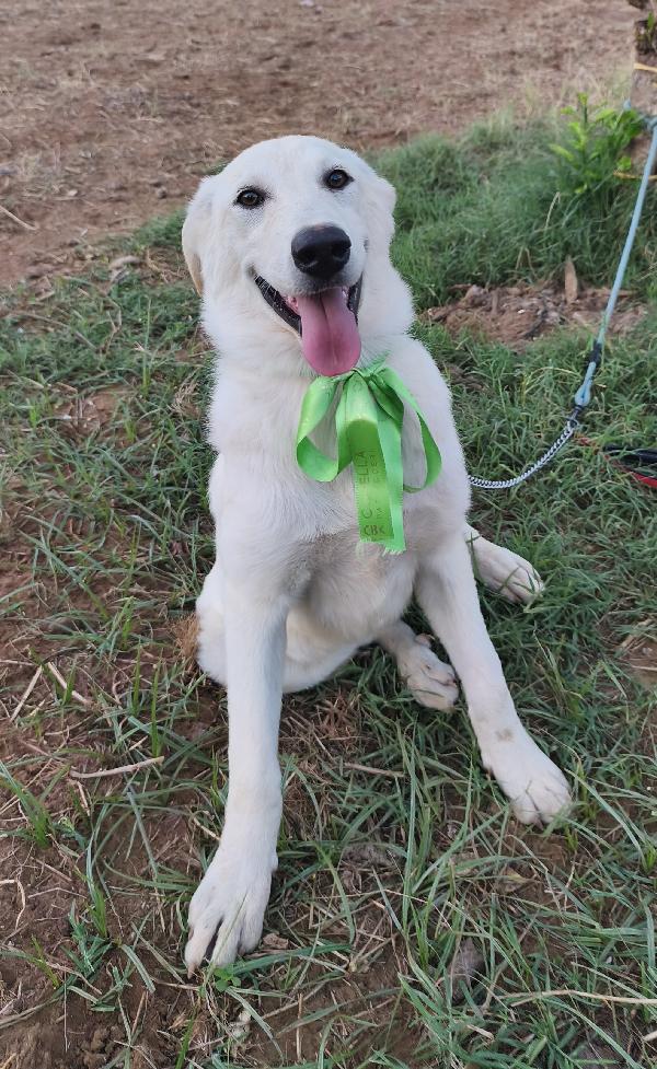 Bianca una dolce cucciolina cerca la sua famiglia  Foto 4