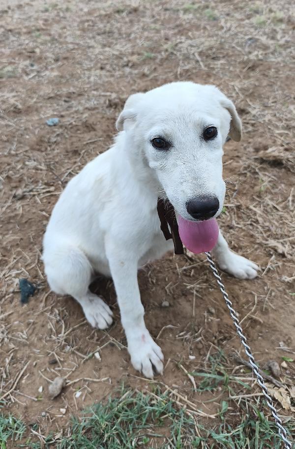 Cuccioli in adozione, aiutiamoli a trovare casa Foto 2