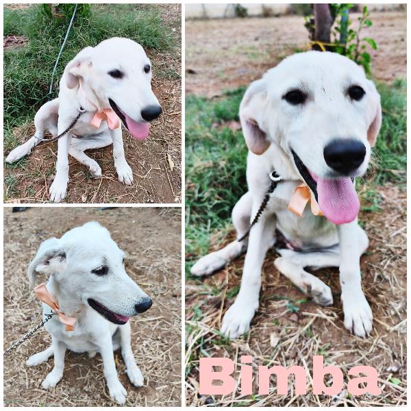Bimba Una Dolcissima Cucciolotta In Adozione 