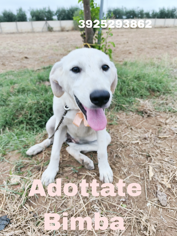 Bimba una dolcissima cucciolotta in adozione  Foto 2