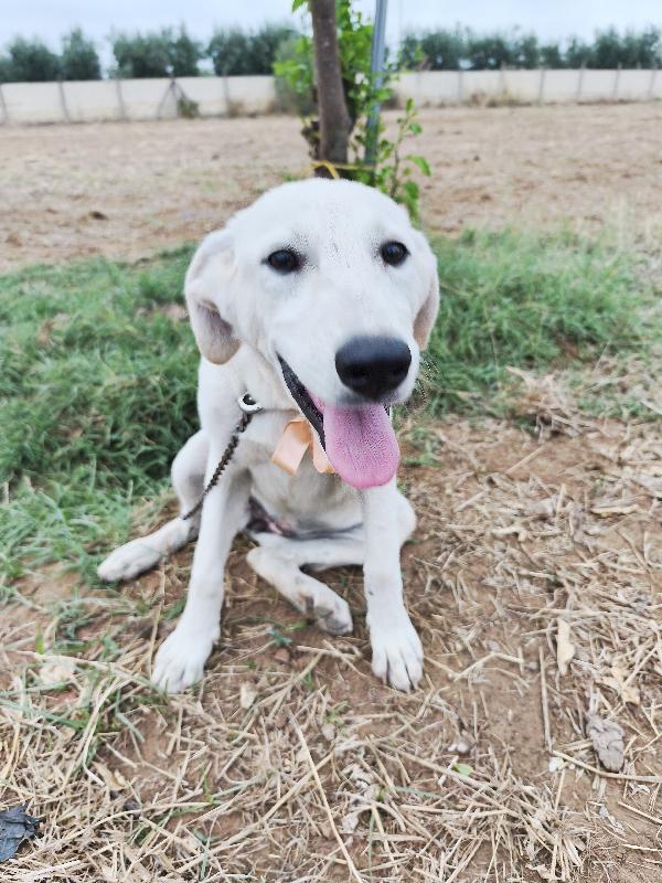 Bimba una dolcissima cucciolotta in adozione  Foto 3