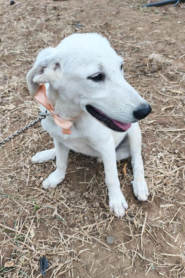Bimba una dolcissima cucciolotta in adozione  Foto 4