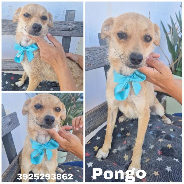 Pongo Un Dolcissimo Cagnolino Taglia Piccola Cerca Casa