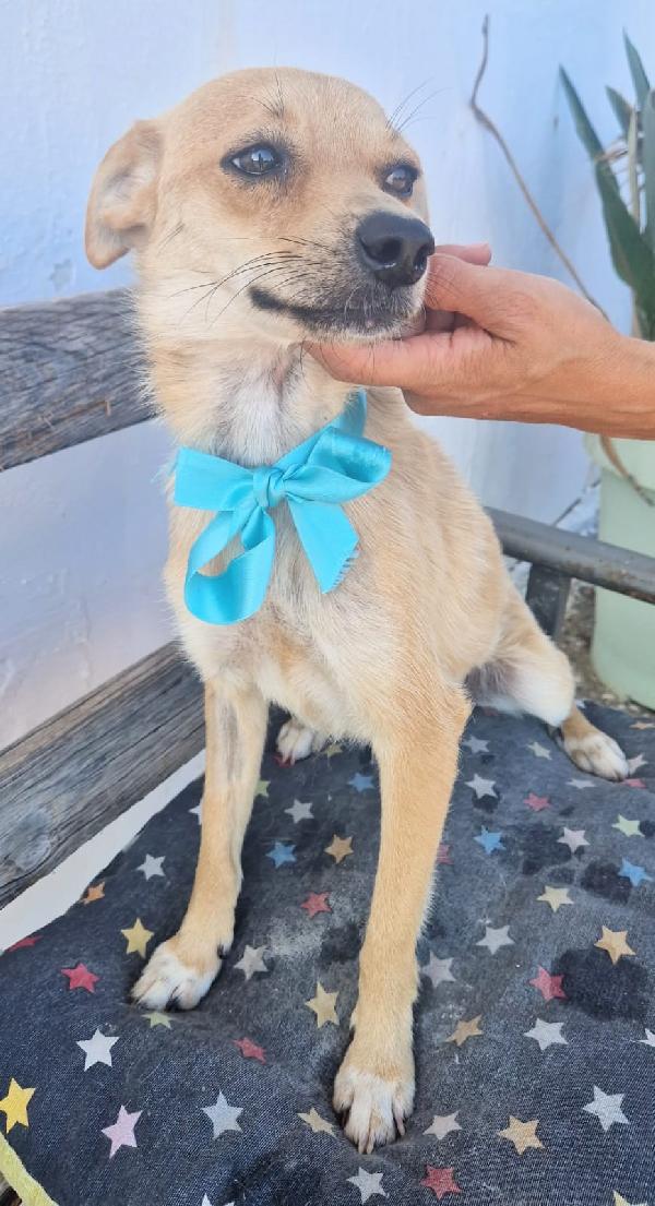 Pongo un dolcissimo cagnolino taglia piccola cerca casa Foto 3