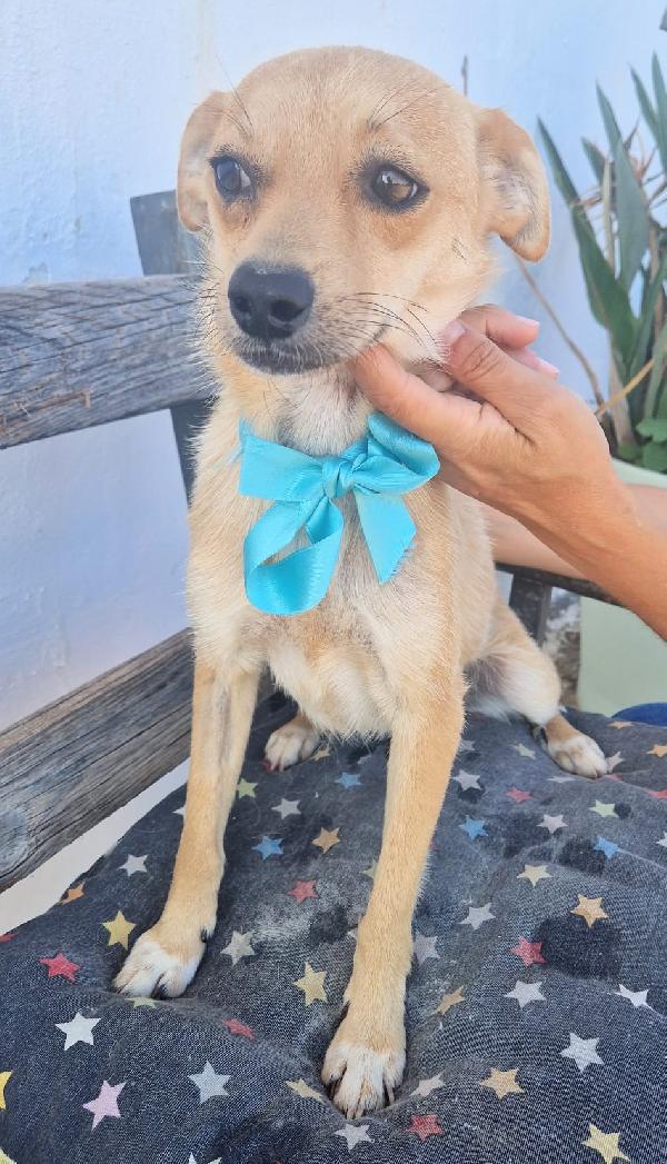 Pongo un dolcissimo cagnolino taglia piccola cerca casa Foto 4