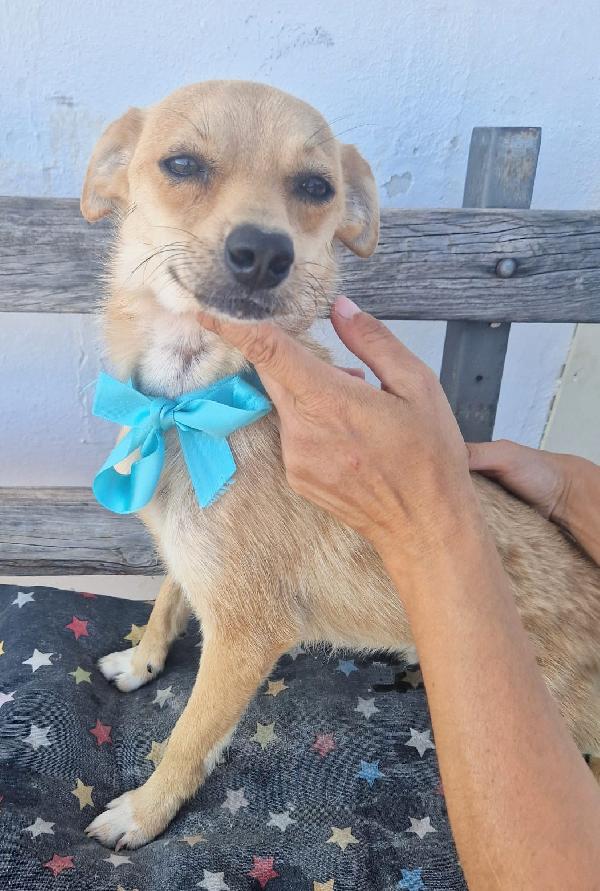 Pongo un dolcissimo cagnolino taglia piccola cerca casa Foto 6