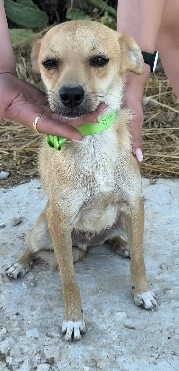 Pongo un dolcissimo cagnolino taglia piccola cerca casa Foto 8