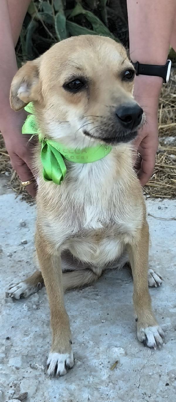 Pongo un dolcissimo cagnolino taglia piccola cerca casa Foto 9