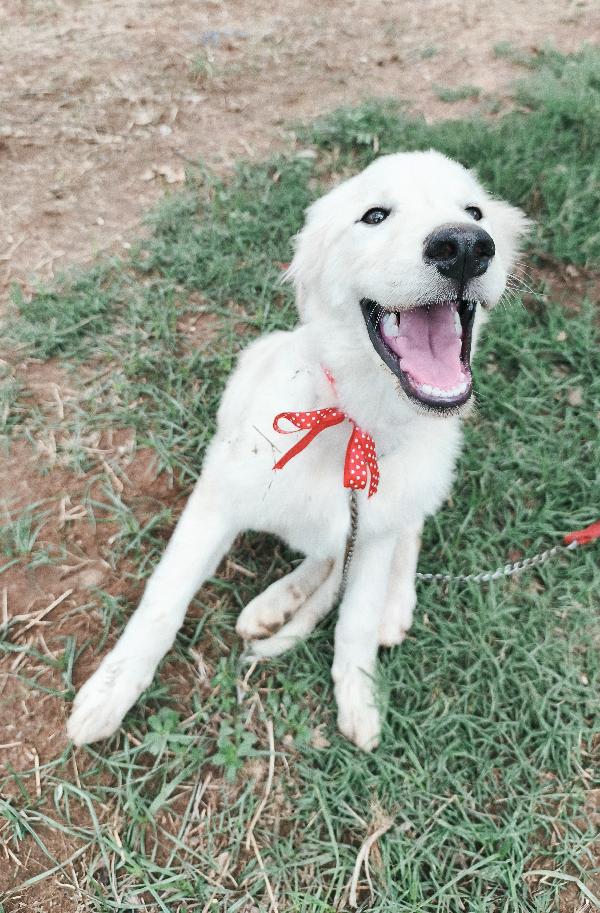 Cody dolcissimo cucciolotto in adozione  Foto 3