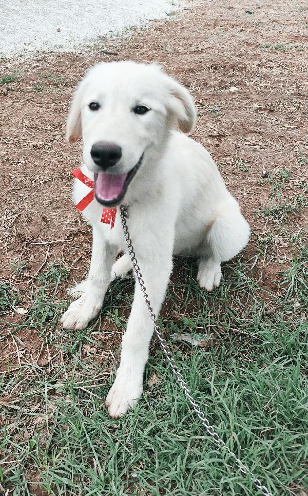Cody dolcissimo cucciolotto in adozione  Foto 4