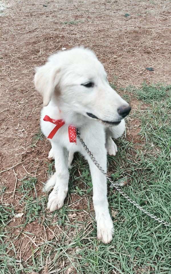 Cody dolcissimo cucciolotto in adozione  Foto 5