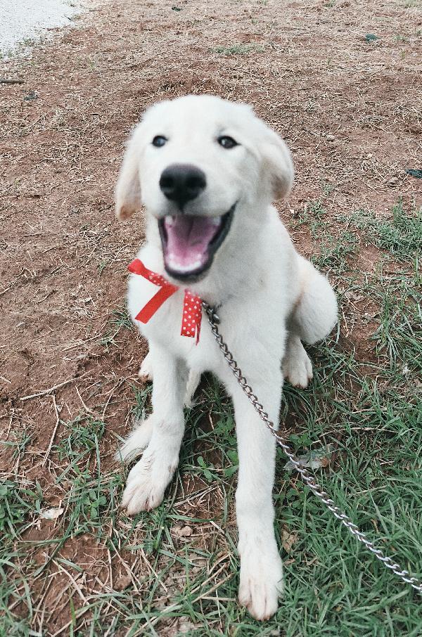 Cody dolcissimo cucciolotto in adozione  Foto 6
