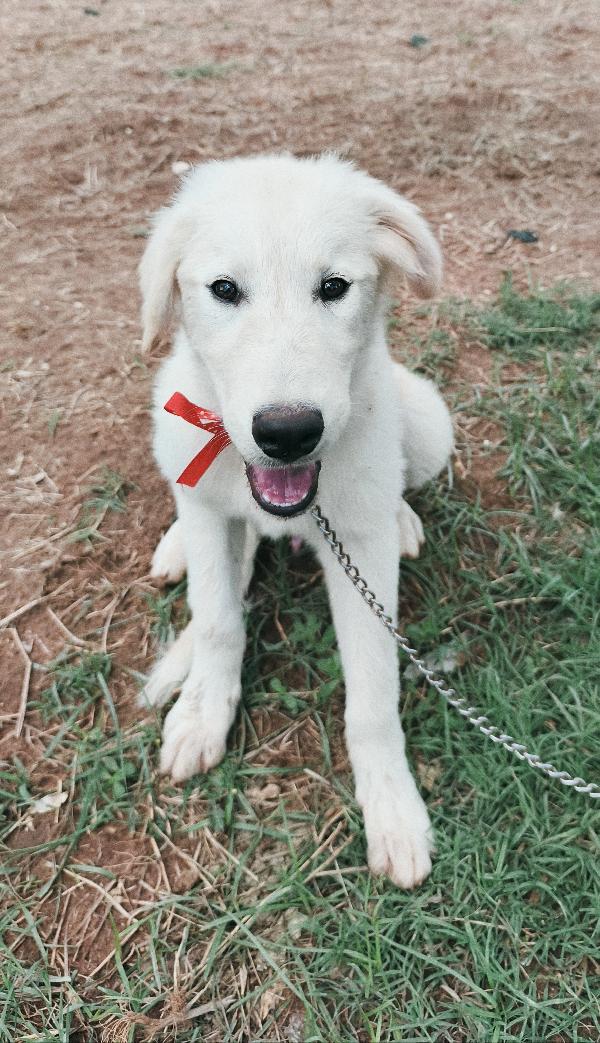 Cody dolcissimo cucciolotto in adozione  Foto 8