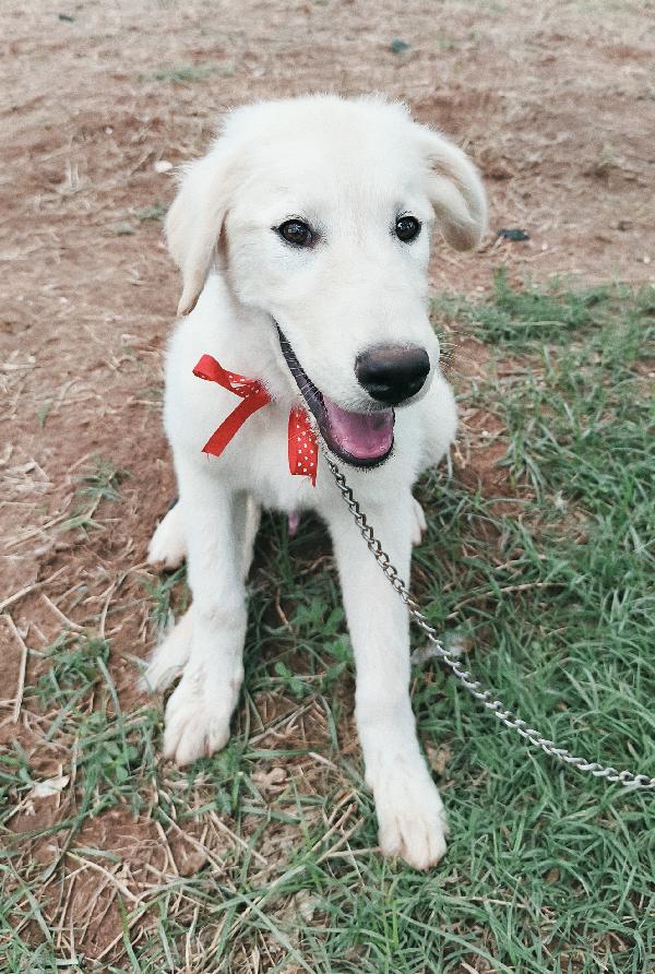 Cody dolcissimo cucciolotto in adozione  Foto 9