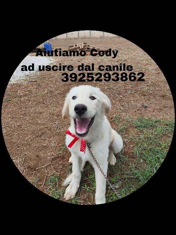 Cody dolcissimo cucciolotto in adozione  Foto 10