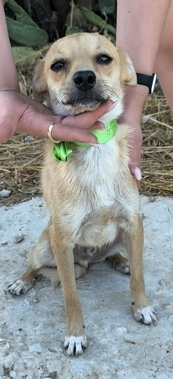 Il tenero Pongo cerca ancora casa Foto 3