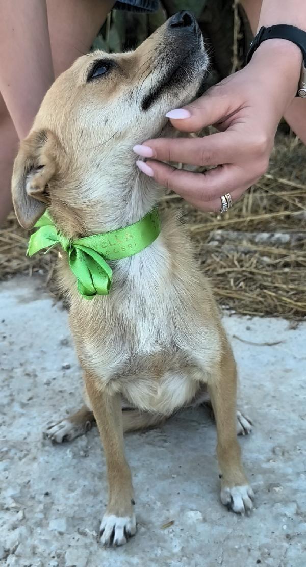 Il tenero Pongo cerca ancora casa Foto 11