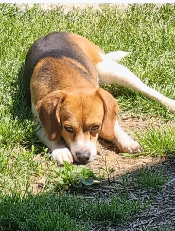 Beagle 2Anni/2Anni E 1/2 Affettuoso Prov Di Alessandria