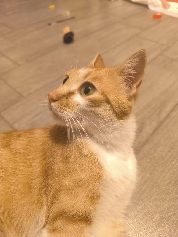 Giotto, bellissima adozione del cuore Foto 2