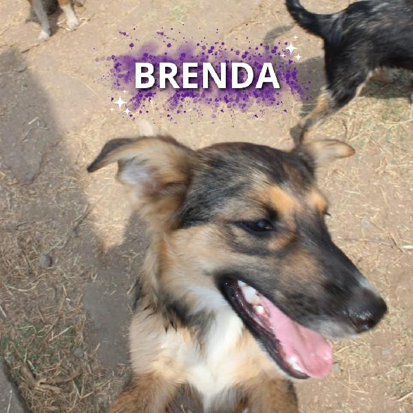 Brenda,♥️🎀🐕