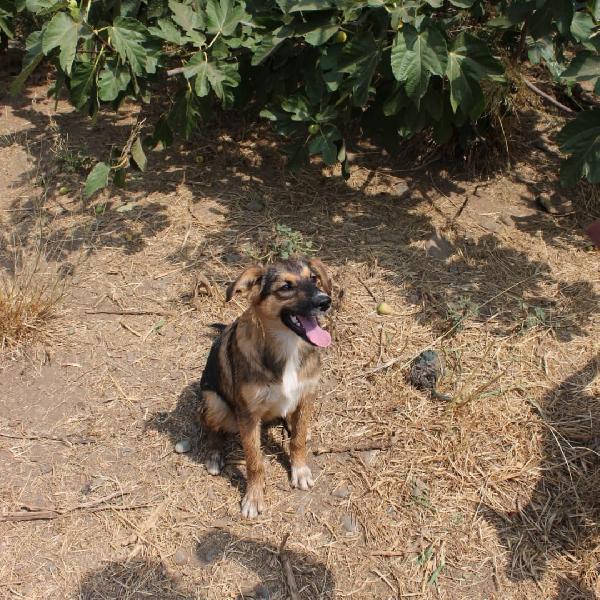 Brenda,♥️🎀🐕 Foto 3