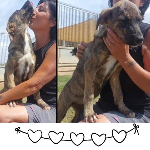 Kira Cucciola Coccolona E Tenera Cerca Adozione