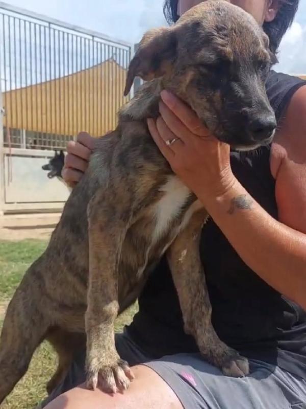 KIRA cucciola coccolona e tenera cerca adozione Foto 2