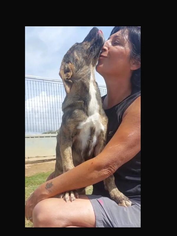 KIRA cucciola coccolona e tenera cerca adozione Foto 3