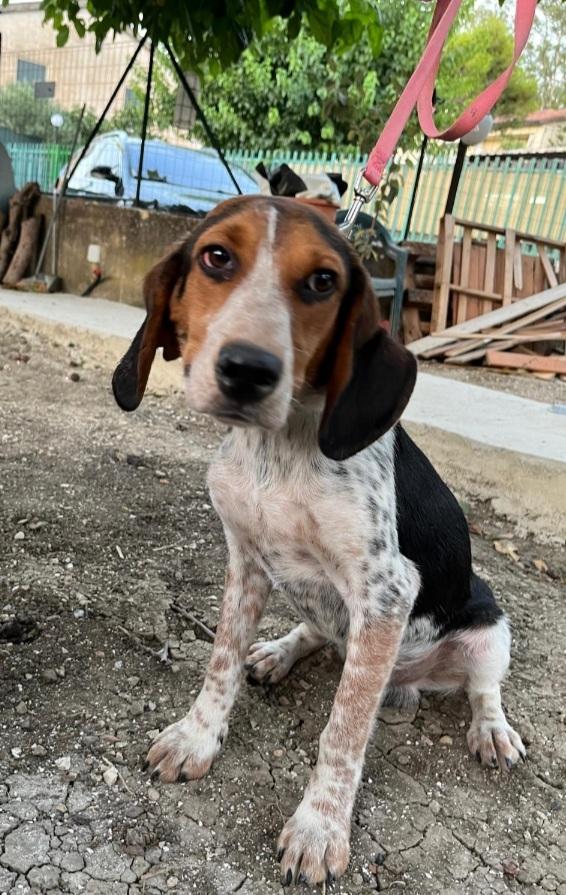 Ulisse mix Beagle 2anni CALTANISSETTA  Foto 1