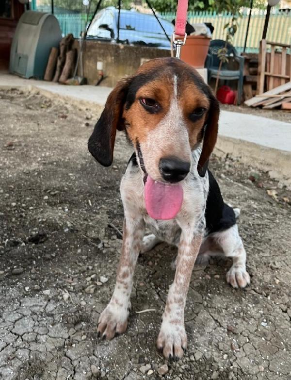 Ulisse mix Beagle 2anni CALTANISSETTA  Foto 2